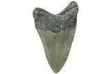 Serrated, Fossil Megalodon Tooth - North Carolina #311106-1